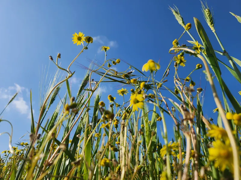 תיאור תמונה 3